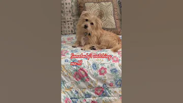 Somebody S Watching Me Cutedog Lovemypet Shortbeta Shorts 
