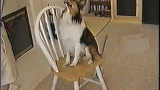 Sheltie performs amazing tricks
