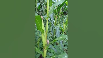 Thumbnail of Corn and soybean trees#best #song #uttrakandi