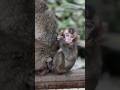 ママにしがみつく赤ちゃん｜あたちはここにいるよ🩷🐒#ニホンザル #babymonkey #高崎山自然動物園