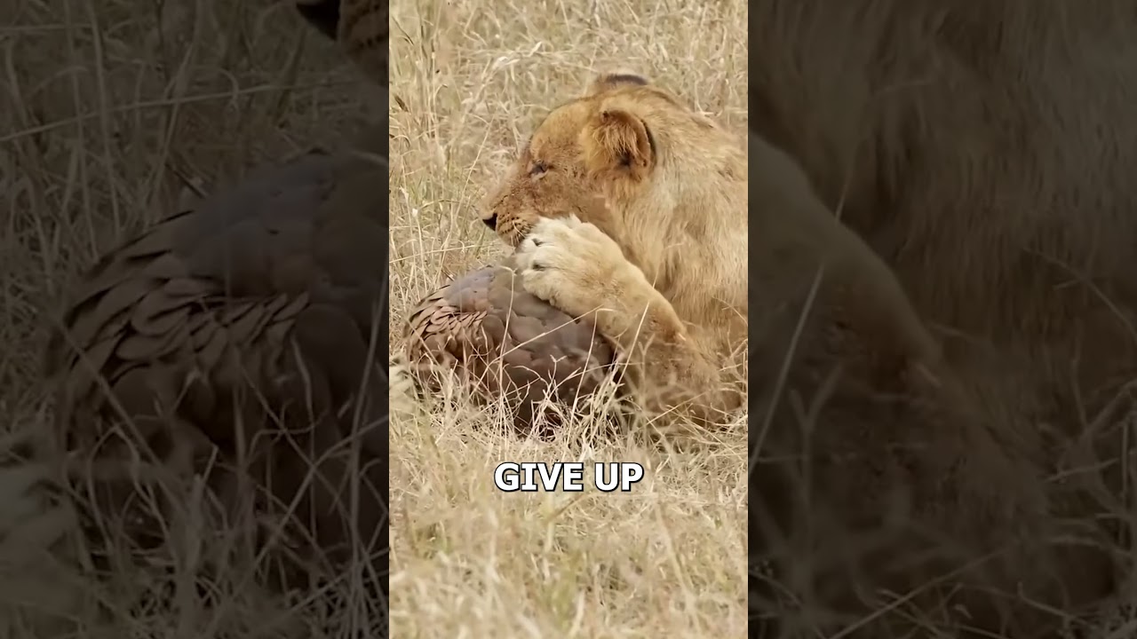 Nature’s Hidden Armor: The Incredible Pangolin! 