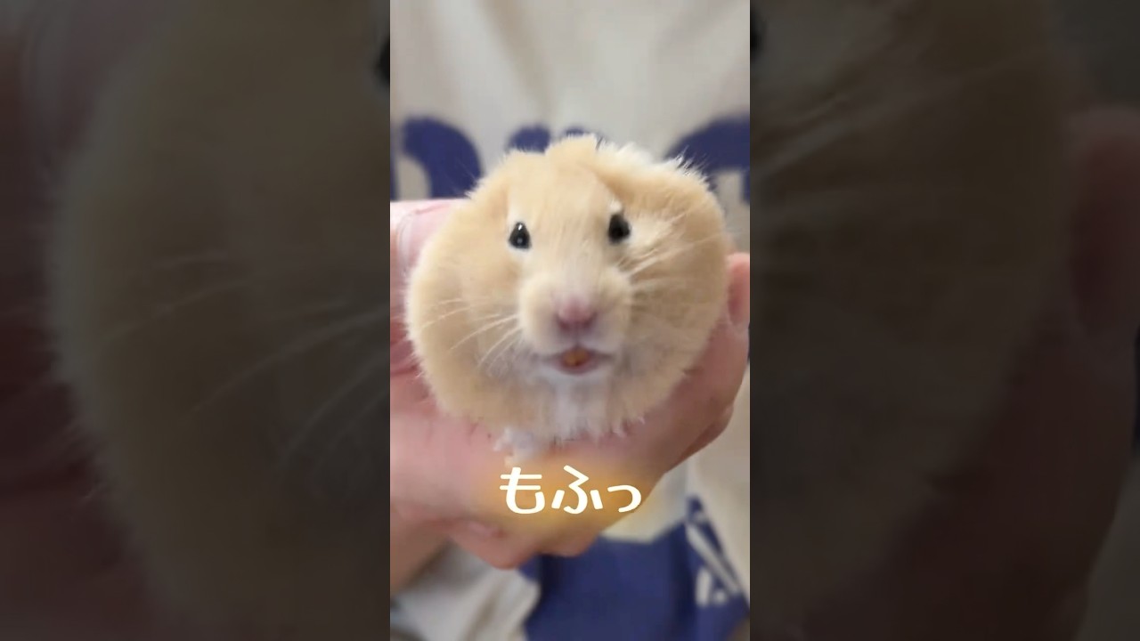 自分にしかできないホワイトデーを渡せて大満足ポムさん💮💯（キンクマ