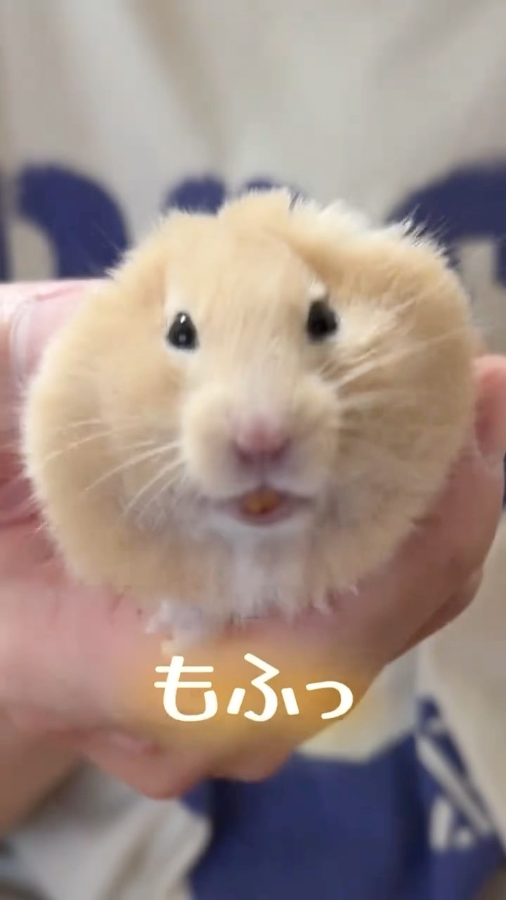 自分にしかできないホワイトデーを渡せて大満足ポムさん💮💯（キンクマ