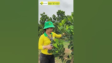 HƯỚNG DẪN CẮT TỈA CÀNH TẠO TÁN CHO MÍT RUỘT ĐỎ #welofarm