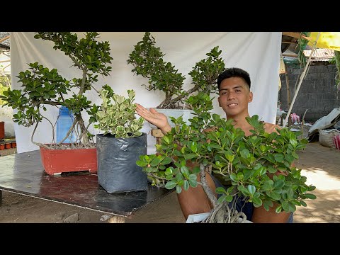 Video: Mga pataba para sa ficus Benjamin: kung paano pakainin sa bahay