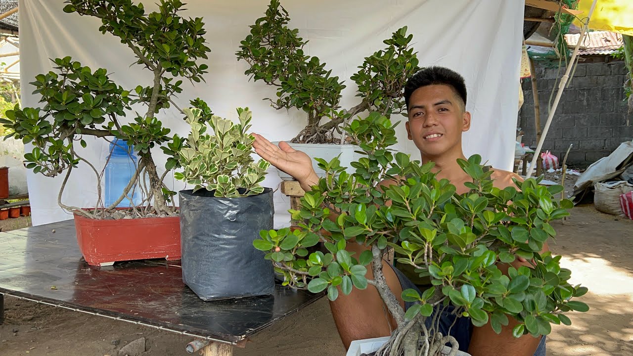Ganito kami MagPunla ng Ficus Plant using ICU Method