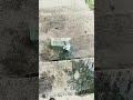 Breaking glass bottles crunching crunchy and shofft things #shorts#asmr#trendingshorts #experement