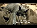 ふてね 2 (ロシアンブルー RussianBlue)
