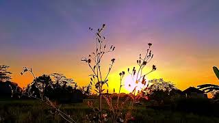Morning Glory screenshot 2