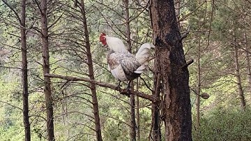 coj tus qaib no mus sim dib hav zoov qua heev kawg thb nawb