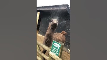 This alpaca has attitude 😂