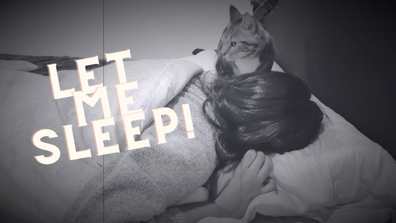 My cat WON'T let me SLEEP? I have THE SOLUTION! YouTube