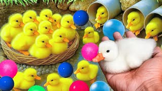 Mencari bebek lucu, Bebek berenang, menangkap bebek angsa, Duck,ikan, dan ayam warna warni.