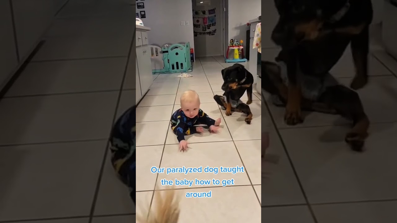 Dogs imitate children's behavior😂