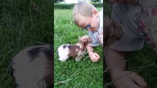 white ocean pearl yorkie