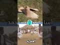 رقصة الصقريه في السودان السودان أرض الحضارات Osama99 