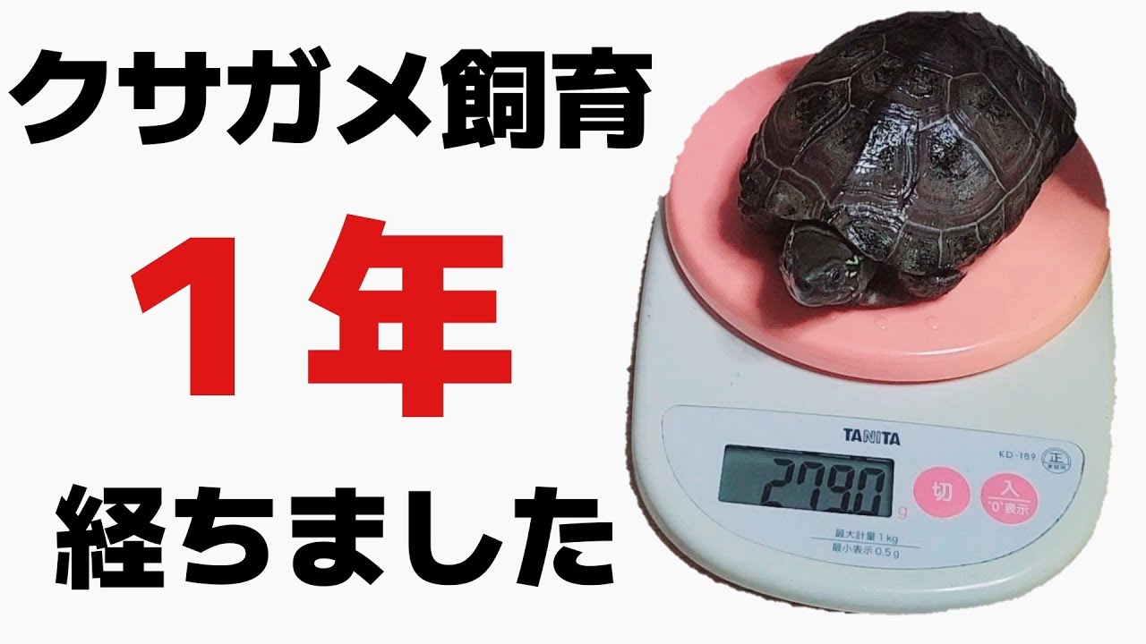 【クサガメ】子亀から飼育始めて1年経ちました!成長具合や今の状態をチェックする!【亀飼育】 - YouTube