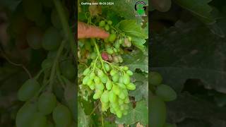 Grape grafting techniques | Grapevine grafting techniques #shorts #nature #agriculture