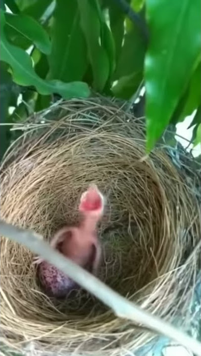 Story wa burung lucu