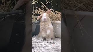 🐰Discover The Cutest Lop Eared Rabbit As A New Pet  Animal Planet 兔子 Adorable Alert!