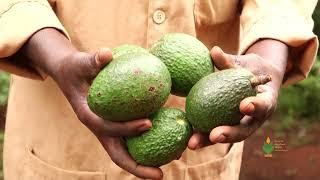 A DOCUMENTARY ON AVOCADO PRODUCTION