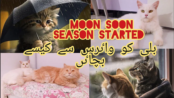 Video 9911051: longhair persian, persian cat, long haired cat breeds, kittycat