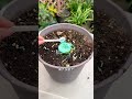 How to Cultivate Cymbidium goeringii Successfully - A Beginner's Guide