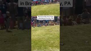 200 turtles competed in the New Albany Turtle Races on Sunday #turtles #pennsylvania  #race