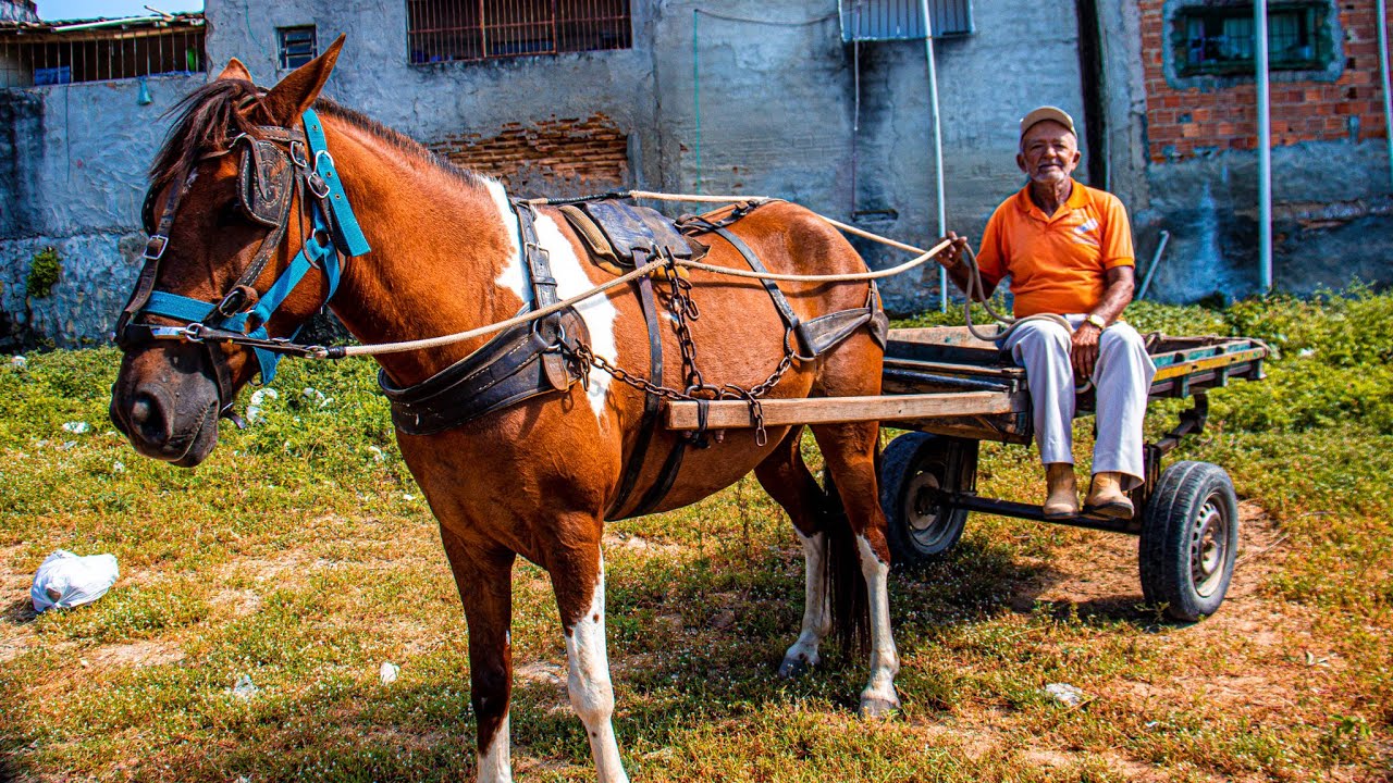 CAVALO A PARTIR DE 700 REAIS EM BELO JARDIM PE TRADICIONAL FEIRA DA cavalo-a-partir-de-700-reais-em-belo-jardim-pe-tradicional-feira-da