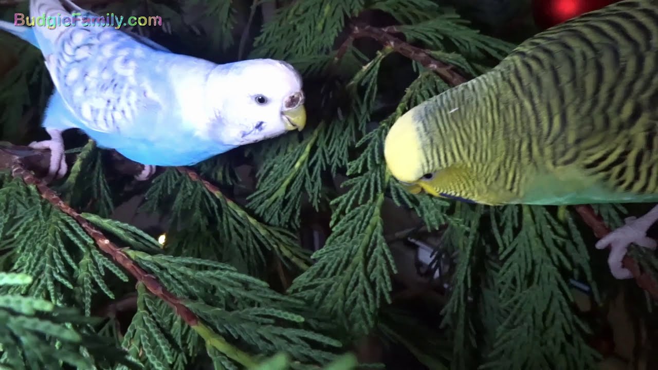 Budgies Shredding a Christmas Tree! YouTube