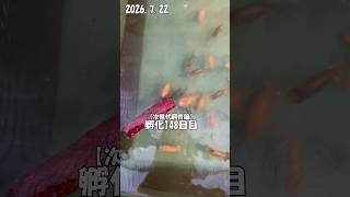 【らんちゅう次世代飼育論】孵化148日目|朝ごはんの様子🐟 #goldfish #aquarium #fishcurry