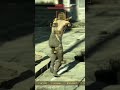 jump of of building plus kill cam shot