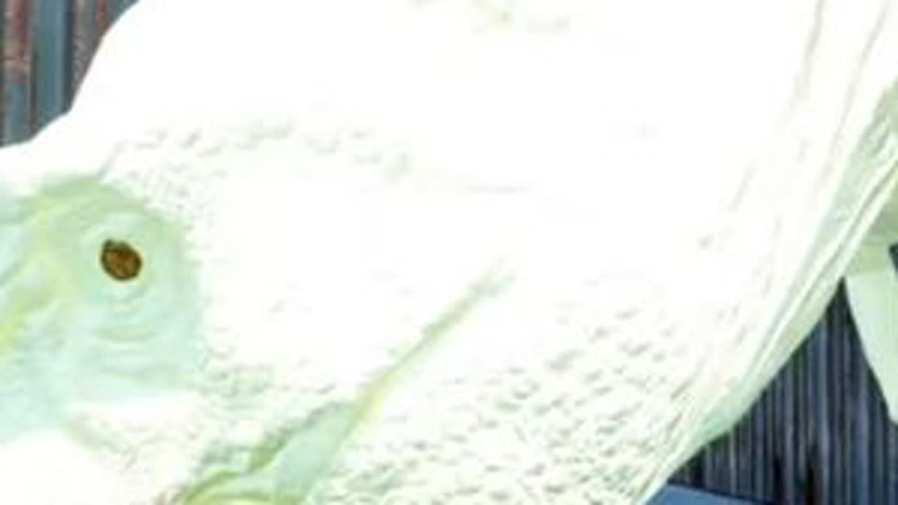 （7）怪兽巢穴之霸王龙生存进化#憨墩 #怪兽巢穴 #侏罗纪大猎杀