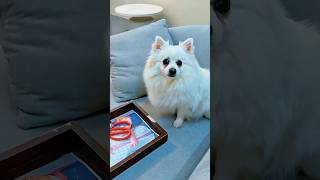 Cute Angry Fluffy Dog Showing Tiny Teeth 😂🐶 #FunnyDog #CutePets