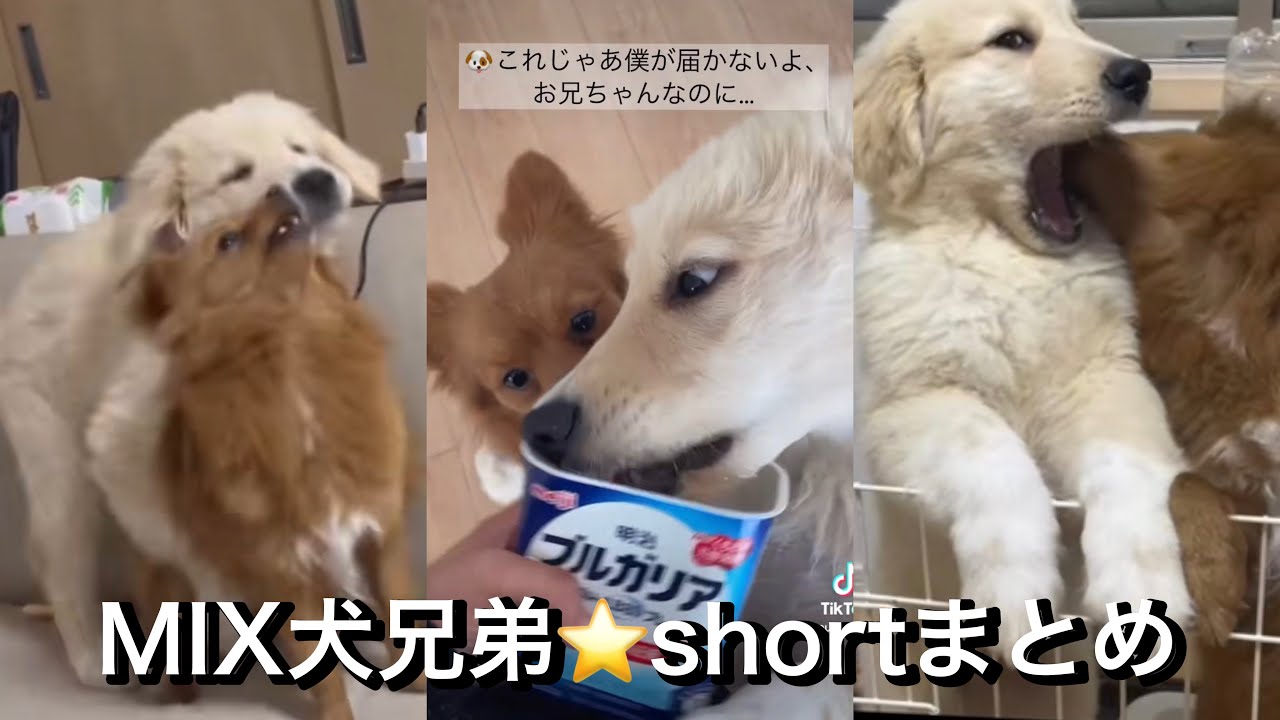 【作業用shortまとめ】③可愛すぎるMIX犬の日常⭐️ - YouTube