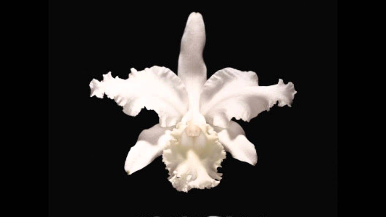 Soft. Kings of Leon. Aha Shake Heartbreak.