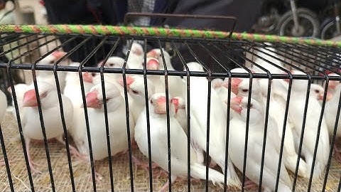 Java Sparrow Breeding Setup! Setting up new nesting boxes and pairing my Java birds at home. 