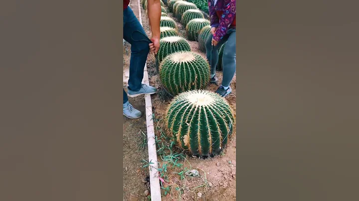 Moving Cactus Plant Need Skills #satisfying #short - DayDayNews