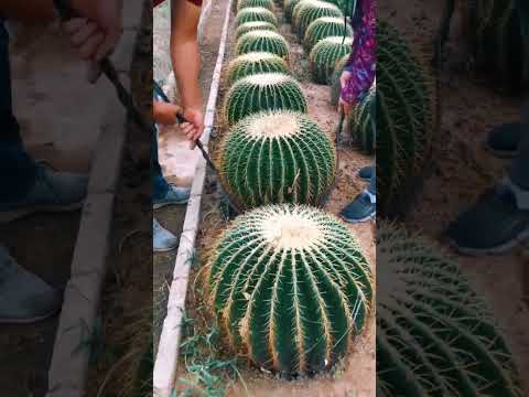 Video: Dev Saguaro kaktüsü: fotoğraf, büyüme ortamı, ilginç gerçekler