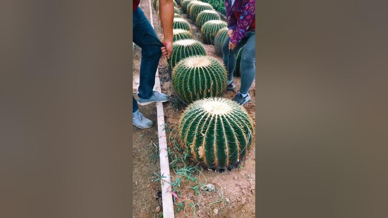 Moving Cactus Plant Need Skills #satisfying #short