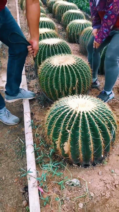 Moving Cactus Plant Need Skills #satisfying #short