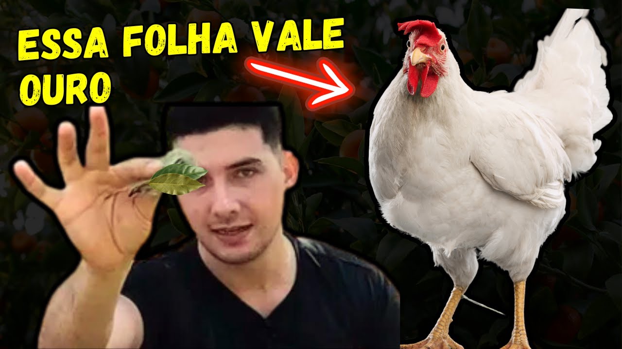 APENAS 5 FOLHAS DESSA PLANTA ACABA COM AS DOENÇAS NA SUA CRIAÇÃO!