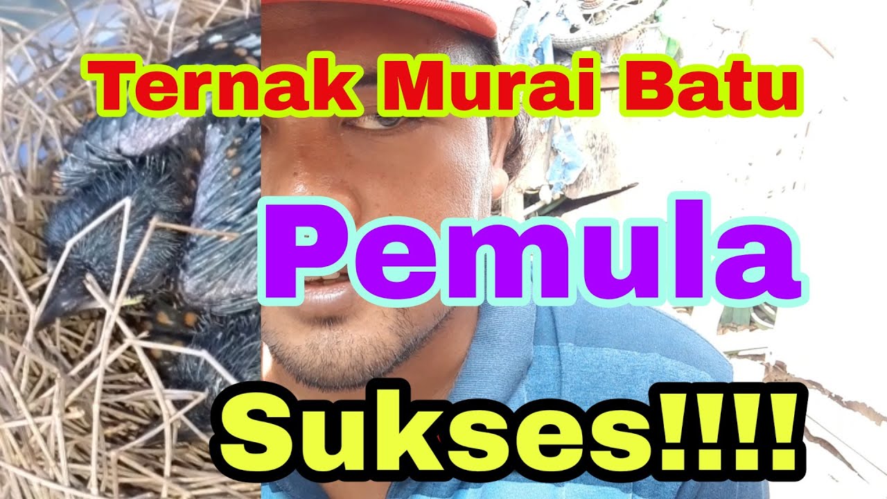 Ternak Burung Murai Batu || Pemula 2020 