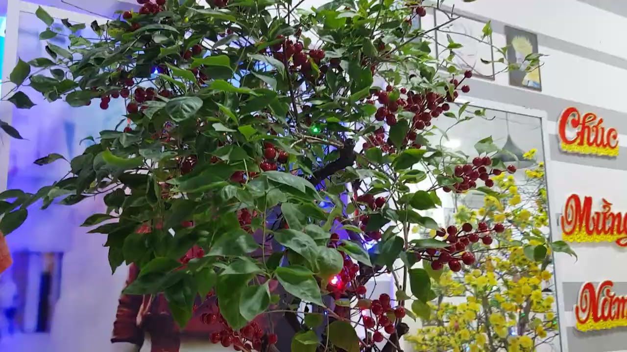 Chúc mừng năm mới tối 29 