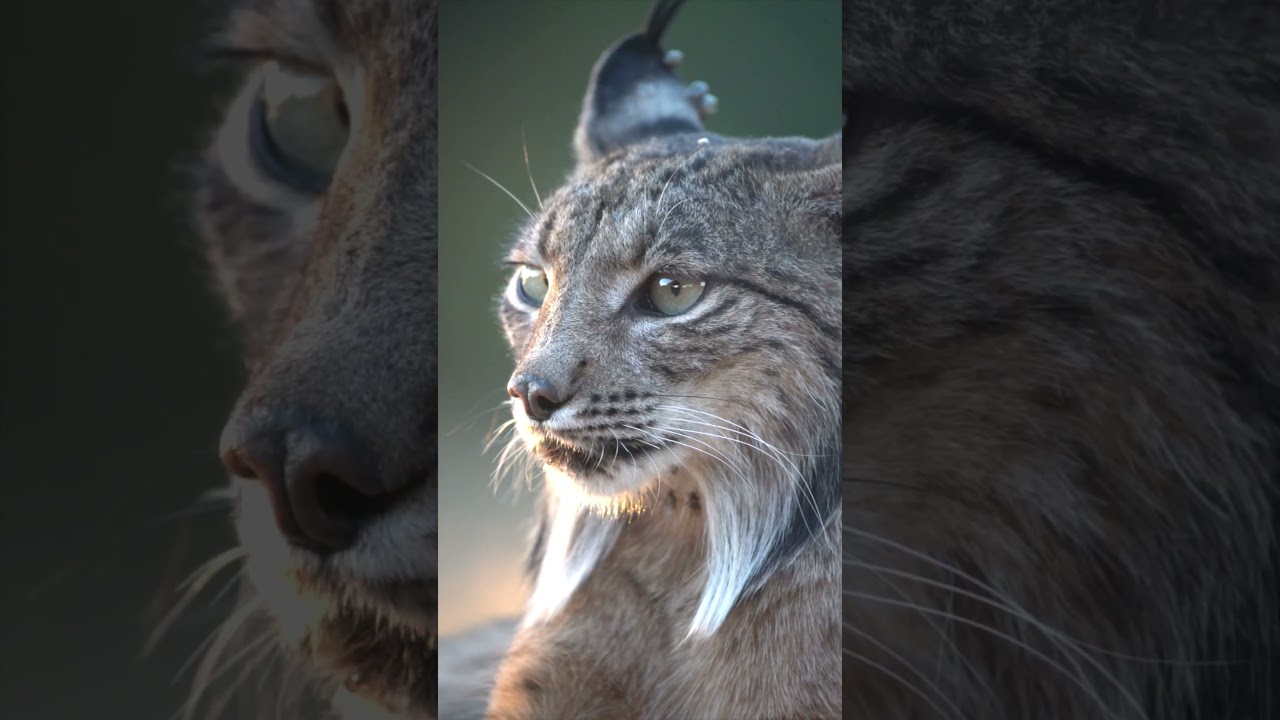 Miniatura de Lince