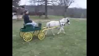 miniature horse buck board wagon for sale or trade in Somerset,ky 42501..mini in the video is 37" tall..leafe spring suspension..seat 