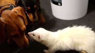 Miniature Dachshunds Meet Ferrets by Remi the Mini Dachshund 10,387 views 3 years ago 4 minutes, 16 seconds