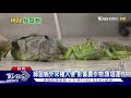 驚死郎 這麼多! 綠鬣蜥大量繁殖惹民怨 全年移除數破1萬4千隻｜十點不一樣 20210204