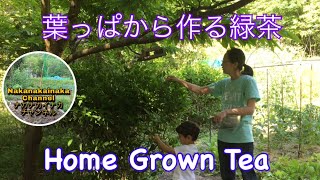 自家製の緑茶How to Make Home Grown Green TeaーナカナカイナカNakanakainaka