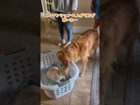 ゴールデンレトリーバー見て癒されたら寝ろwww #動物 #犬 #2ch動物スレ